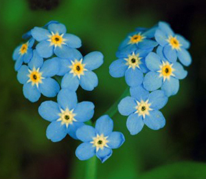 forget_me_not_heart